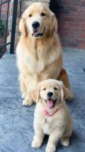 Golden Retriever puppies for sale, updated on vaccines and potty trained. Image eClassifieds4U