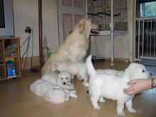 Golden Retriever puppies for sale, updated on vaccines and potty trained. Image eClassifieds4U