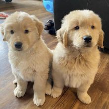 Golden Retriever puppies for sale, updated on vaccines and potty trained. Image eClassifieds4U