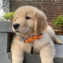 Golden Retriever puppies for sale, updated on vaccines and potty trained. Image eClassifieds4U