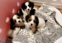 Miniature Dachshunds Puppies for sale!Vaccinated wormed and potty trained. Image eClassifieds4u 1