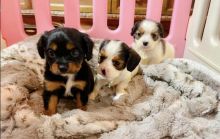 Miniature Dachshunds Puppies for sale!Vaccinated wormed and potty trained. Image eClassifieds4u 1
