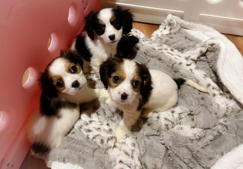 Miniature Dachshunds Puppies for sale!Vaccinated wormed and potty trained. Image eClassifieds4u