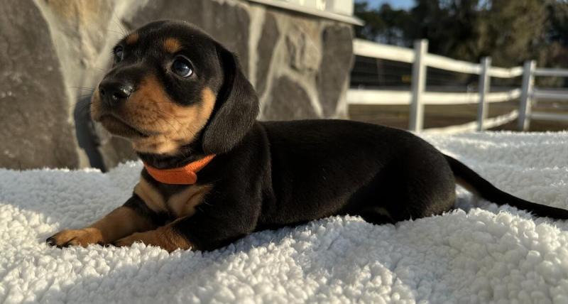 Miniature Dachshunds Puppies for sale!Vaccinated wormed and potty trained. Image eClassifieds4u