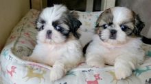Two Shih Tzu Puppies ready to go 💕Delivery Available🌎 Image eClassifieds4U