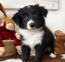 Beautiful Border Collie and Blue Merle Puppies