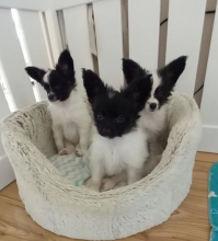 For sale 4 lively papillon puppies,
