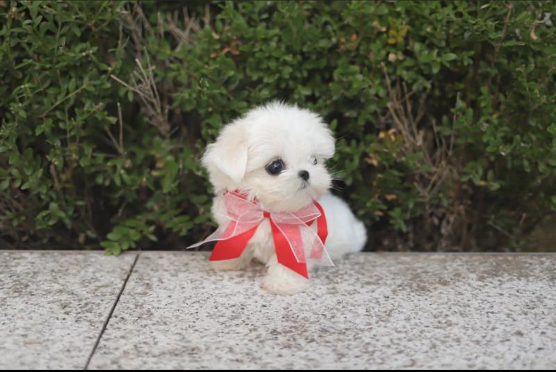 Adorable Maltese puppies available Image eClassifieds4u