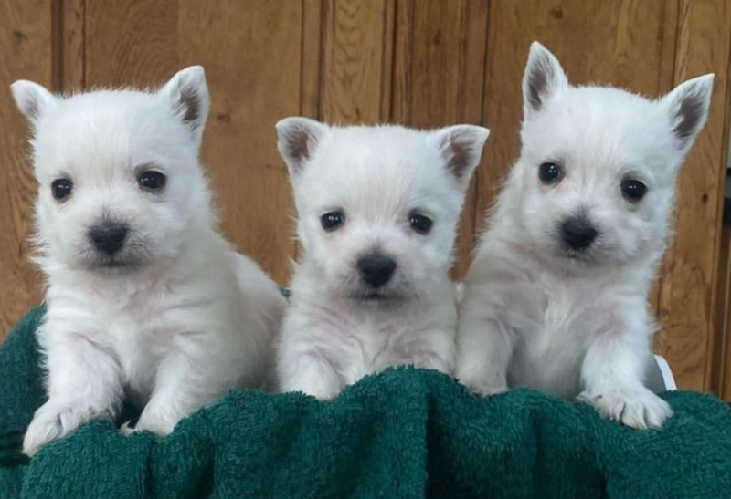 Adorable West Highland Terrier puppies Image eClassifieds4u
