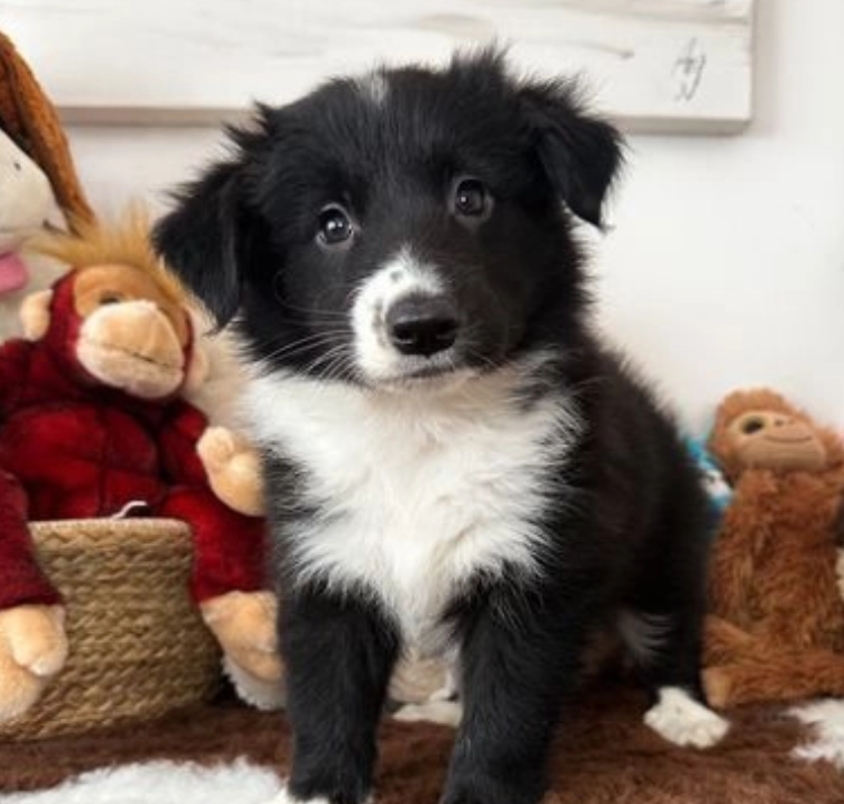 Beautiful Border Collie and Blue Merle Puppies Image eClassifieds4u