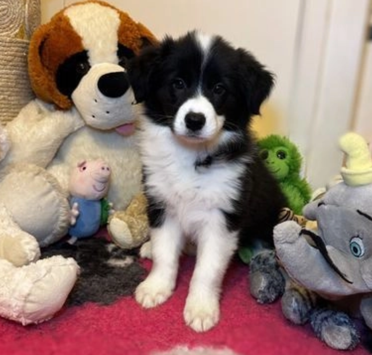 Beautiful Border Collie and Blue Merle Puppies Image eClassifieds4u