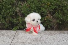 Adorable Maltese puppies available Image eClassifieds4u 2