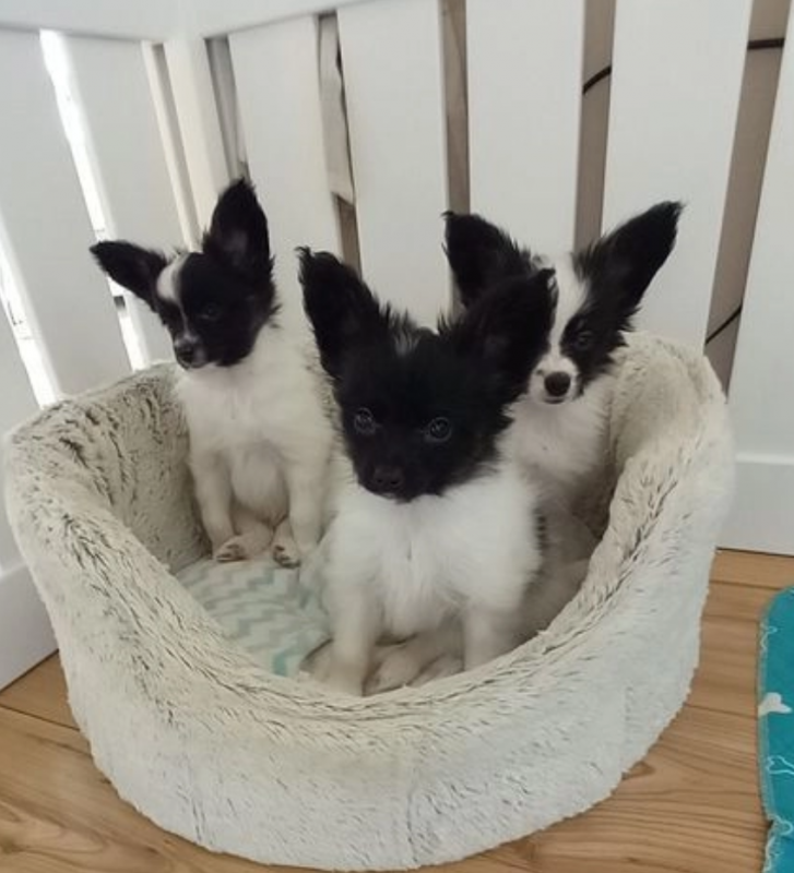 Papillon puppies available Image eClassifieds4u