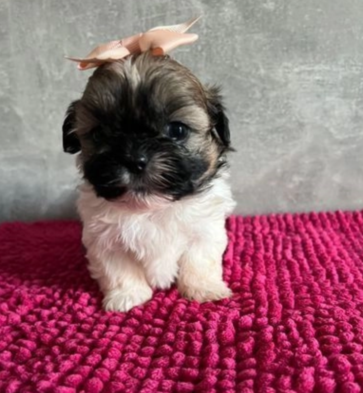 Shih Tzu puppies for sale Image eClassifieds4u