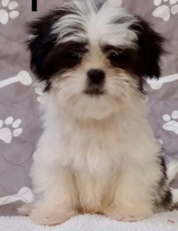 Shorkie puppies available for sale Image eClassifieds4u