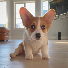 Corgi puppies available in good health condition for new homes
