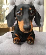 Dachshund puppies available in good health condition for new homes
