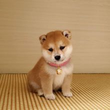 Shiba inu puppies for adoption