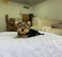 Best Quality male and female Yorkie puppies for adoption...