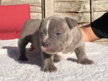 Cute lovely Male and Female F american bully puppies for adoption