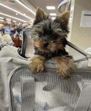 Excellence lovely Male and Female yorkie Puppies for adoption..