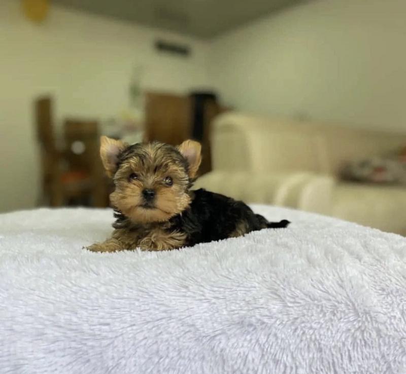 Best Quality male and female Yorkie puppies for adoption... Image eClassifieds4u