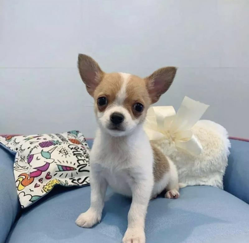 Excellence lovely Male and Female Chihuahua Puppies for adoption.. Image eClassifieds4u