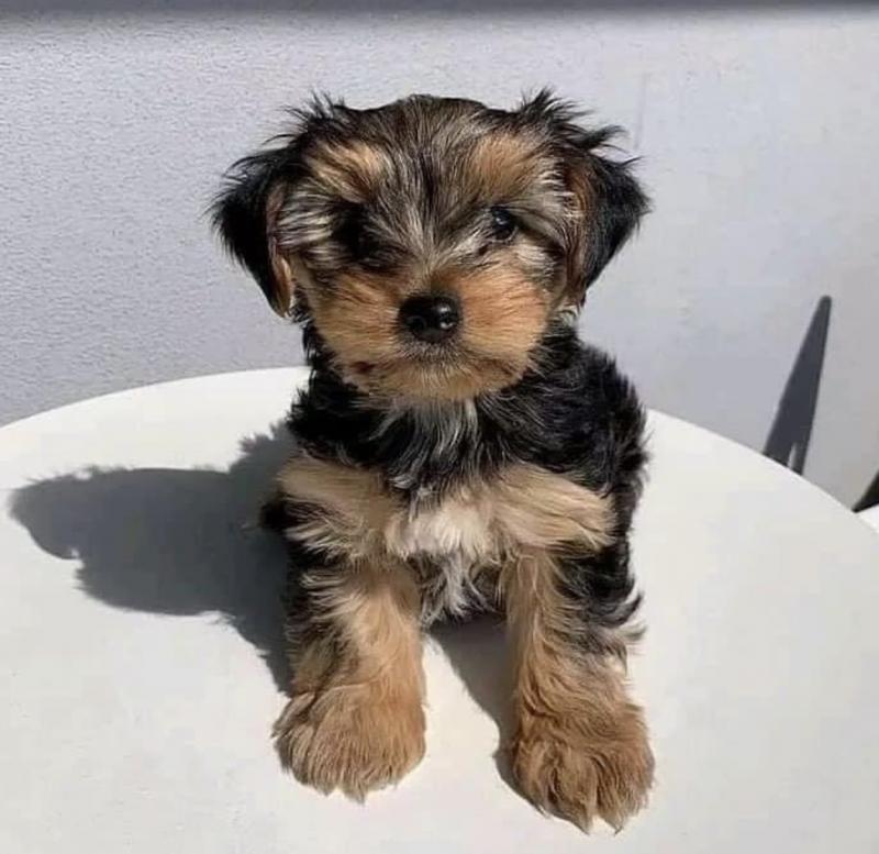 Excellence lovely Male and Female yorkie Puppies for adoption.. Image eClassifieds4u