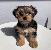Excellence lovely Male and Female yorkie Puppies for adoption.. Image eClassifieds4u 2