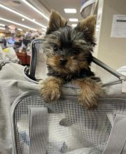 Excellence lovely Male and Female yorkie Puppies for adoption.. Image eClassifieds4u 1