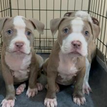 Adorable male and female Pitbull Puppies available