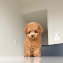 Adorable Teacup & Toy Poodle puppies available