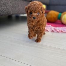 Adorable teacup & toy poodle puppies available and ready to go