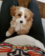Maltipoo puppies available