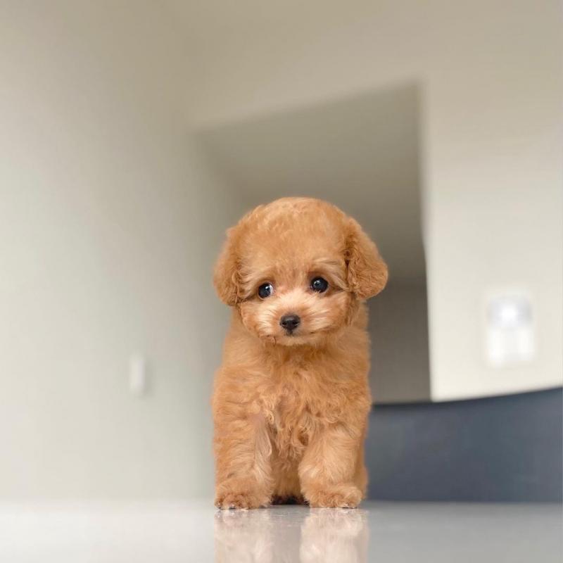 Adorable Teacup & Toy Poodle puppies available Image eClassifieds4u