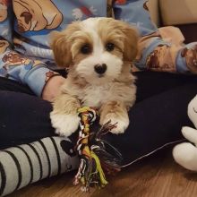 Maltipoo Puppies Available and ready to go Image eClassifieds4U