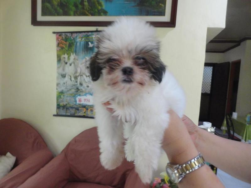 Pure Breed SHIH TZU Puppies For Adption ASAP.. Email at (loicjesse25@gmail.com) Image eClassifieds4u