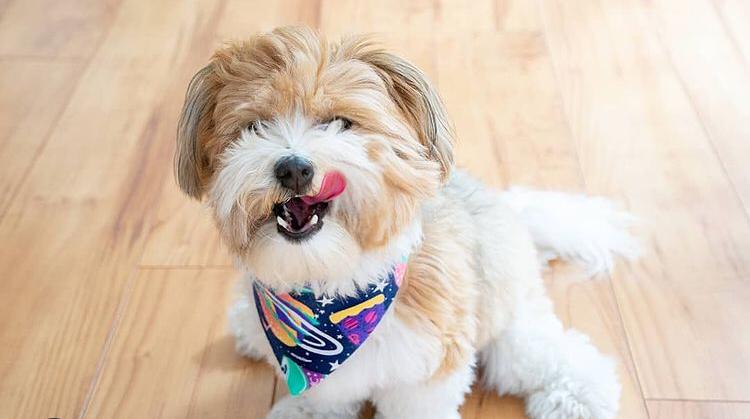 Excellence lovely Male and Female havanese Puppies for adoption Image eClassifieds4u