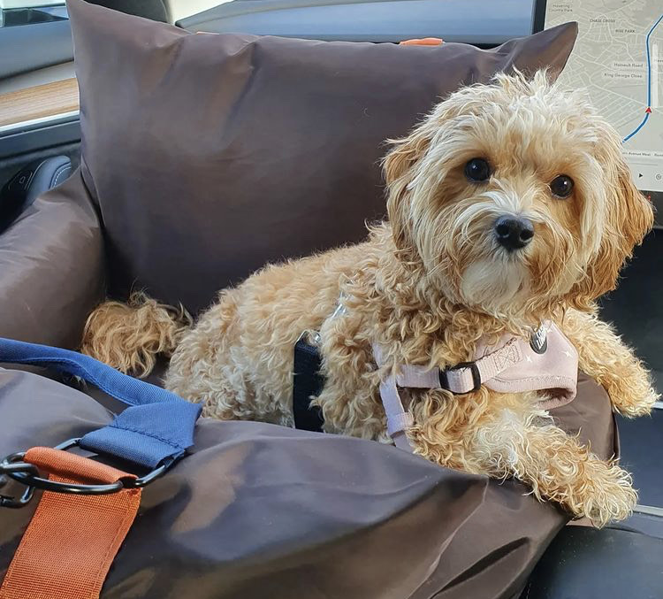 Excellence lovely Male and Female maltipoo Puppies for adoption Image eClassifieds4u