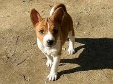 Basenji puppies for sale. Vaccinated, dewormed and flea treated.