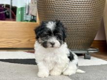 Havanese puppies for adoption. up to date on vaccines,potty trained and vet approved.