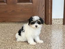 Havanese puppies for adoption. up to date on vaccines,potty trained and vet approved.