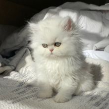 HEALTH TESTED PERSIAN KITTENS FOR GOOD HOMES