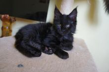 Maine Coon Kittens for sale. Tica registered.