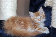 Maine Coon Kittens for sale. Tica registered.