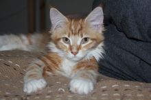Maine Coon Kittens for sale. Tica registered.