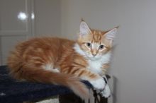 Maine Coon Kittens for sale. Tica registered.