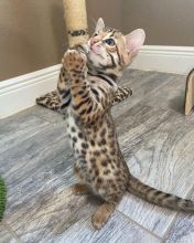 Purebred Bengal Kittens Male And Female Available