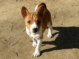 Basenji puppies for sale. Vaccinated, dewormed and flea treated. Image eClassifieds4u