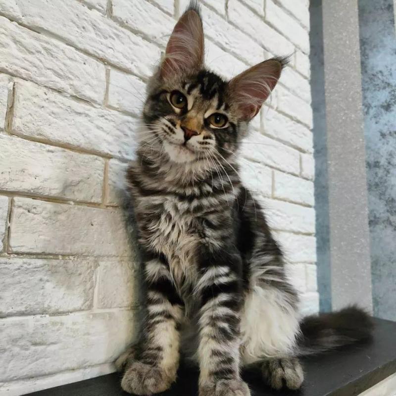 Beautiful Purebred Maine Coon Kittens Looking For Their Furever Homes Image eClassifieds4u